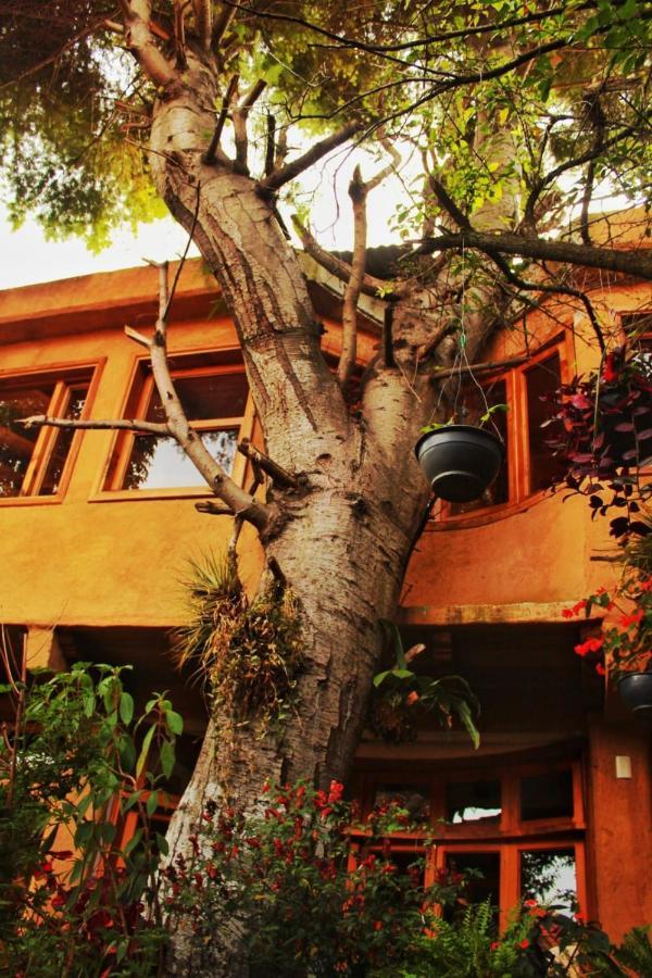 Hospedaje Boutique Paz Creativa San Cristóbal de Las Casas Eksteriør bilde